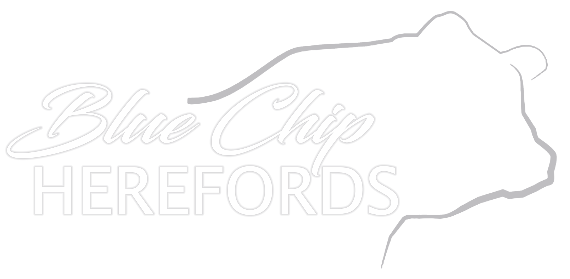 BLUE CHIP HEREFORDS